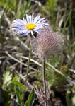 Wild Flowers 7301